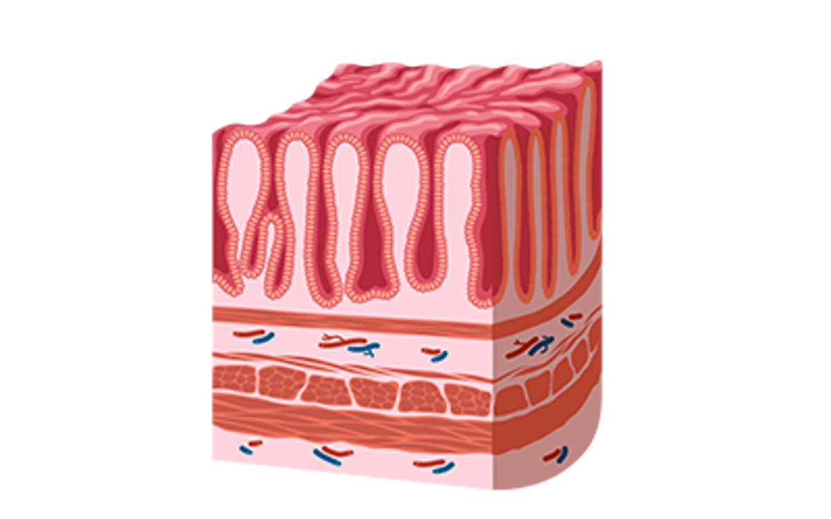 Aufbau der Darmwand in Schichten