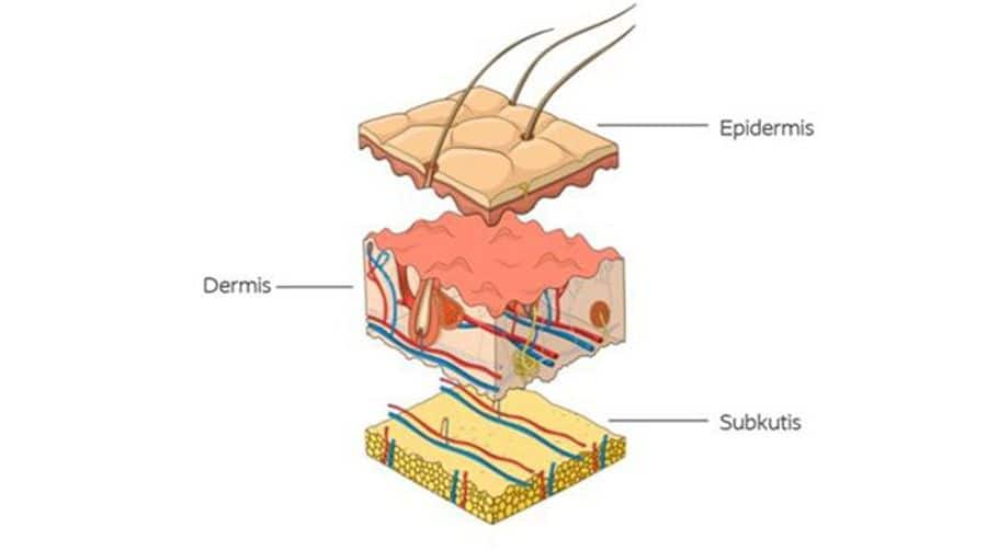 Aufbau der Haut in die Schichten: Epidermis, Dermis und Subkutis