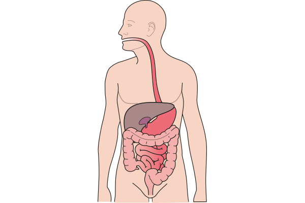 Verdauungssystem